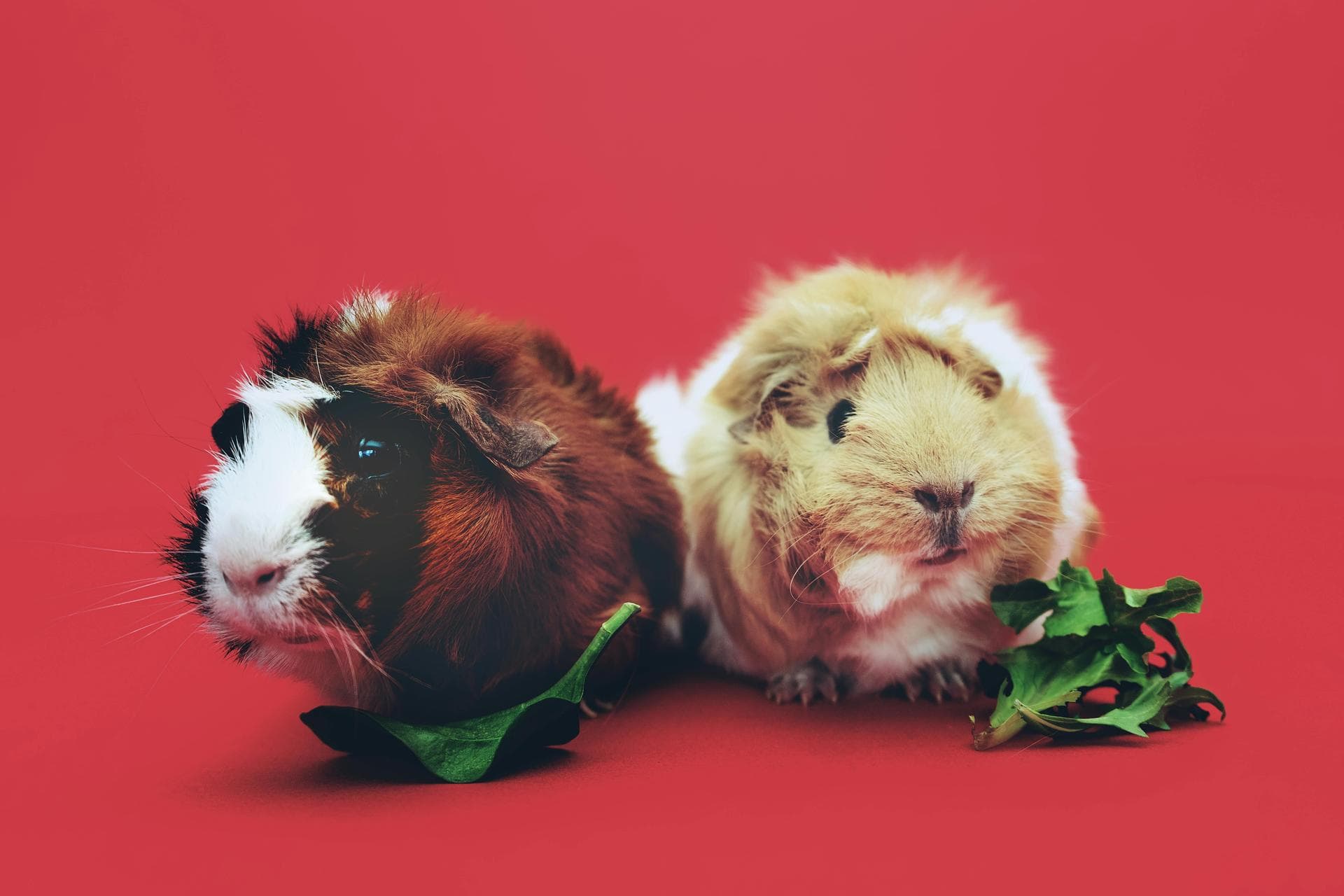 Emergency vets in Scottsdale