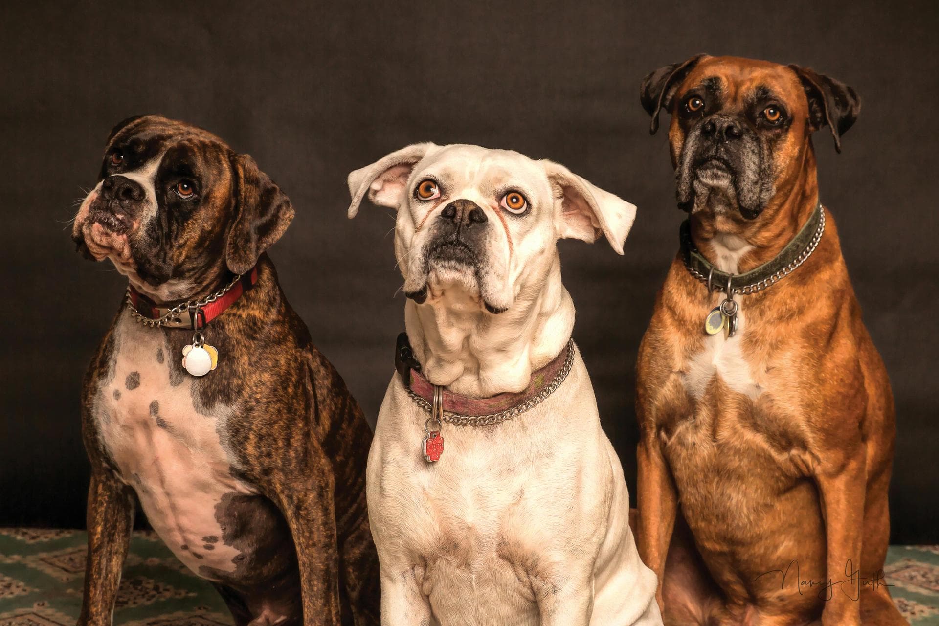 Best Vets in Scottsdale