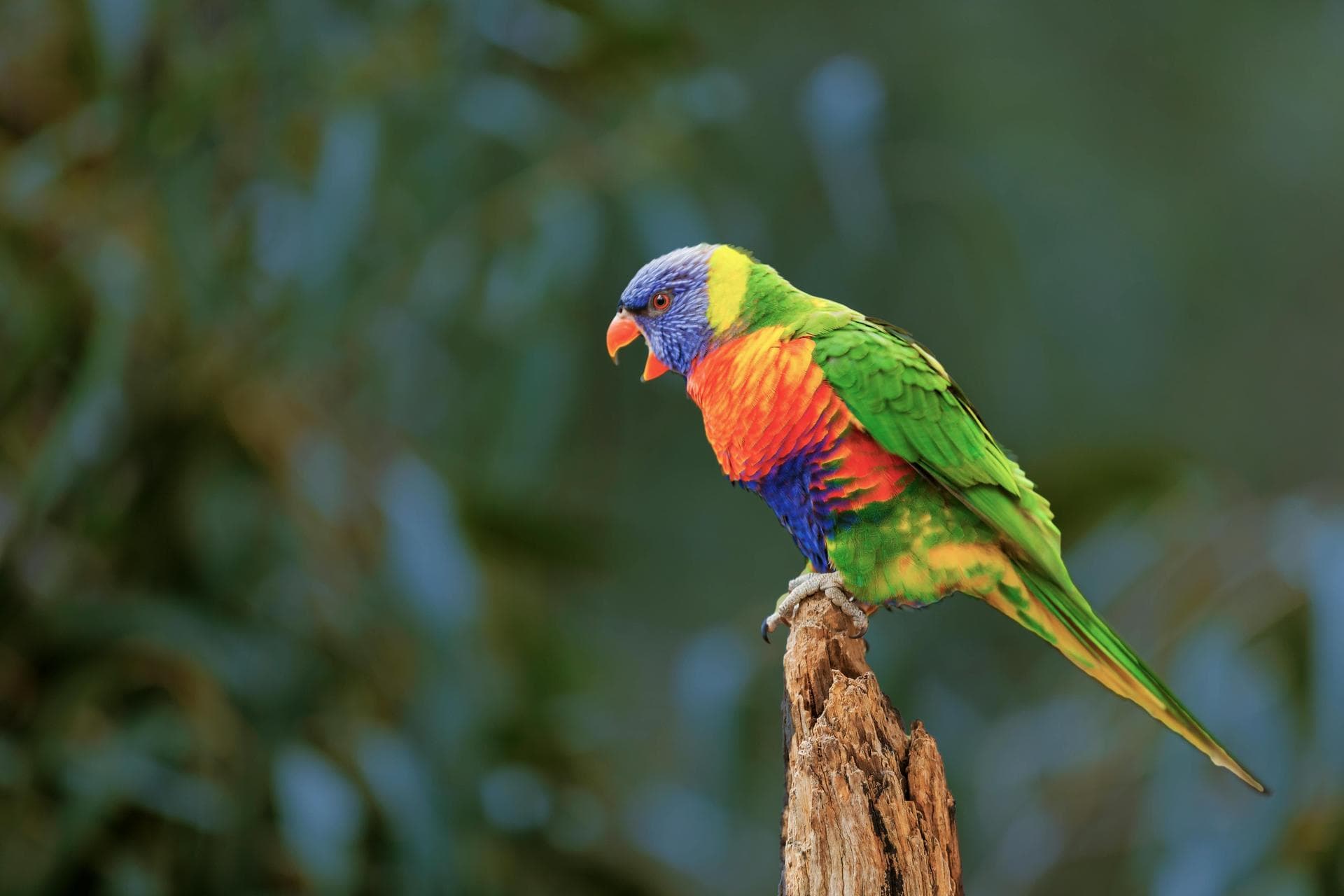 Specialist Vets in Scottsdale