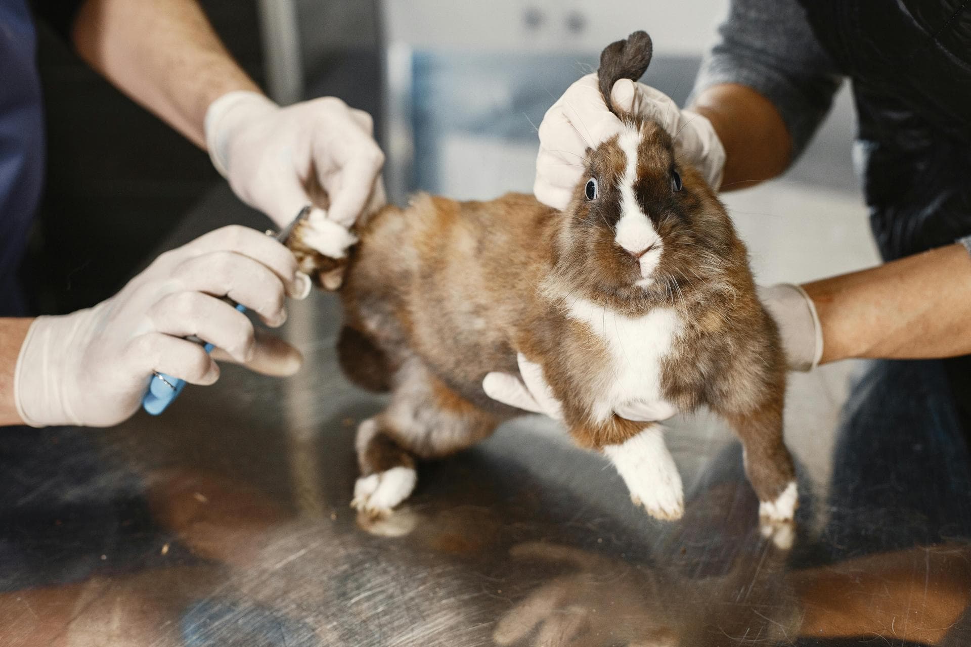 Best Vets in Scottsdale